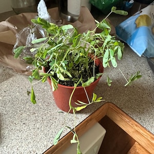 Sondra added a photo of their purchase