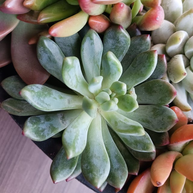 T. Succulent Form × Nizanda ＋ T. Icy Elf T. Succulent Form × Nizanda ＋ T. Icy Elf（Sedeveria 'Blue