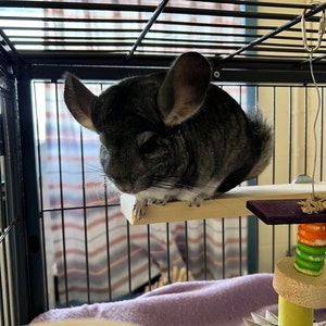brensmueller34 added a photo of their purchase