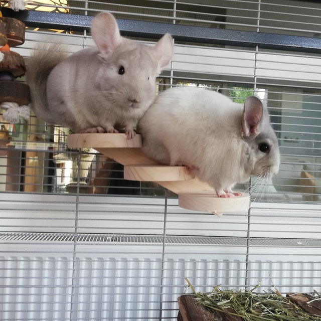 Cage Spca Chinchilla Spca Chinchilla Mixed American Chinchilla New