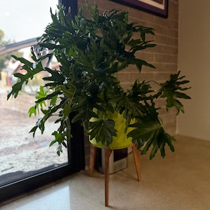 Vaughn added a photo of their purchase