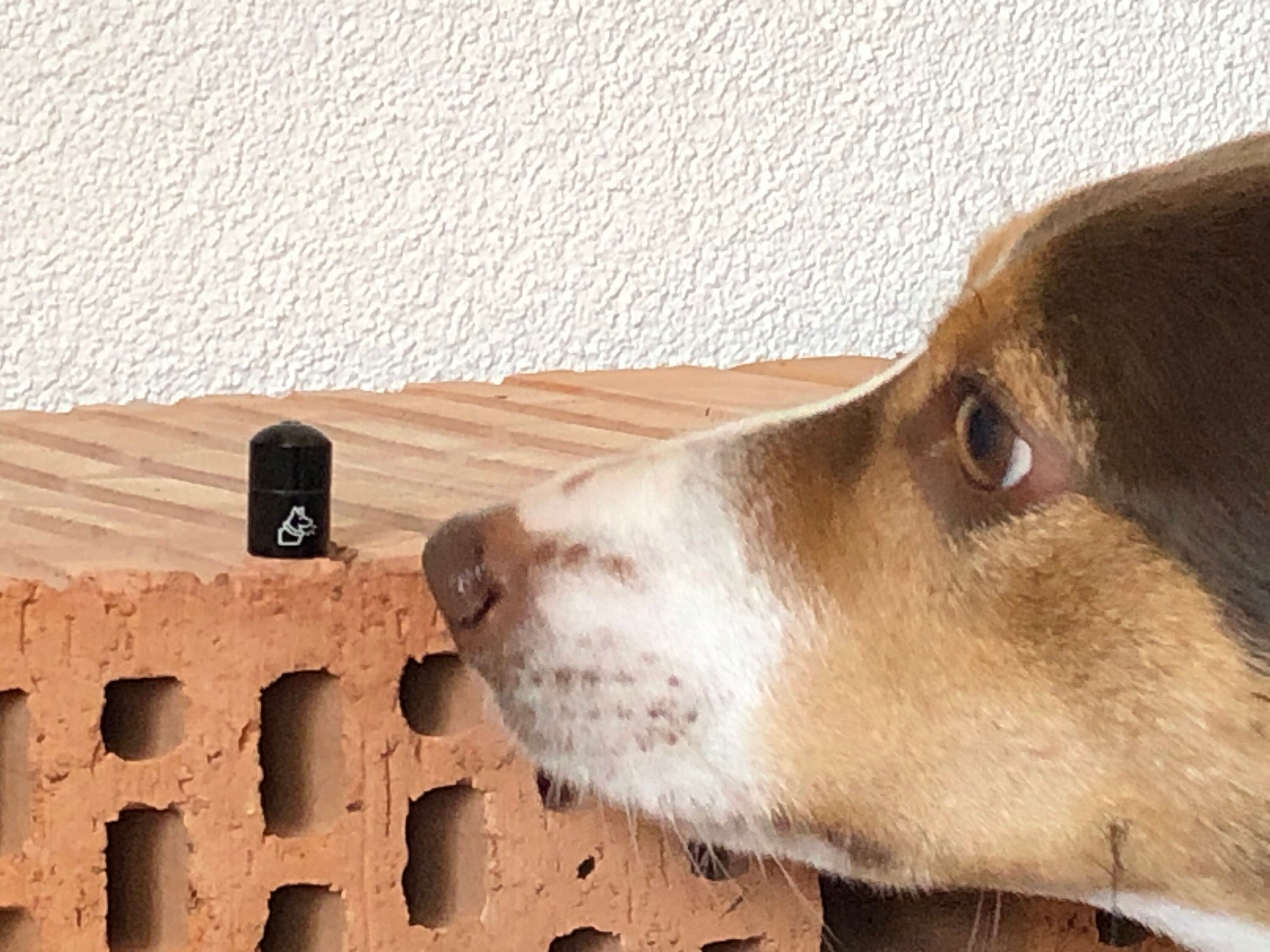 Micro Hides - Magnetic Dog Scent Work Vessel