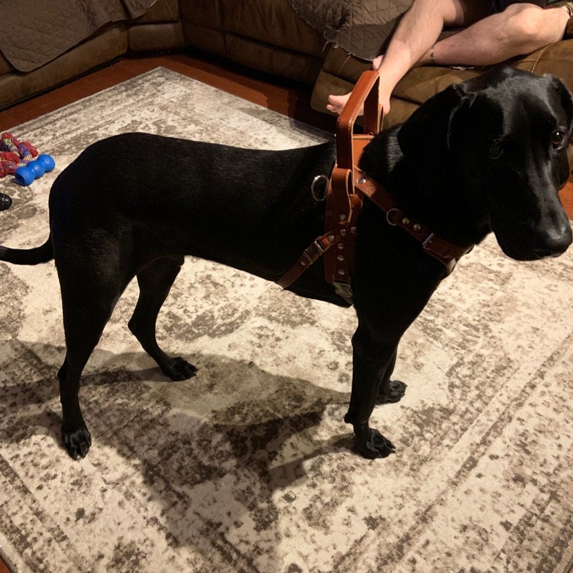 Y Front Guide Dog Harness with Extra Belly Strap, Fixed Rigid Handle