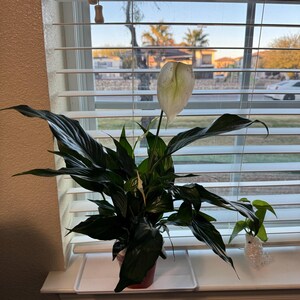 Andrea added a photo of their purchase