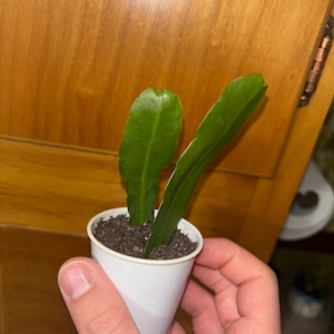 Santiago added a photo of their purchase