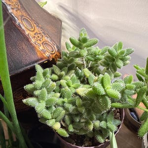 Pickle Plant (4 Pot) / Delosperma Echinatum / Live Succulent - Etsy