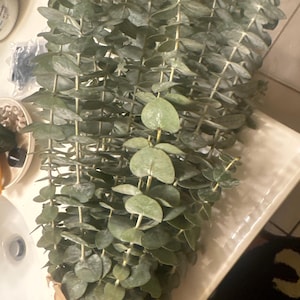Elizabeth added a photo of their purchase