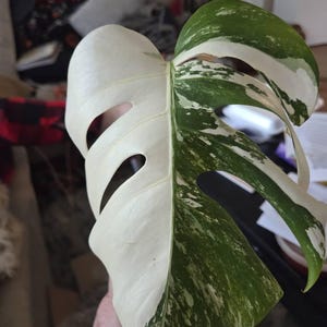 Shannon added a photo of their purchase