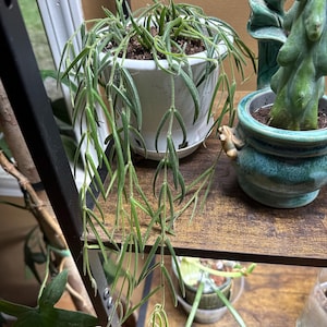 Lydia added a photo of their purchase