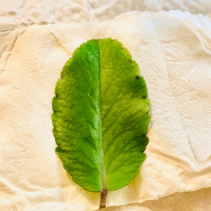 Monica ha añadido una foto de su compra