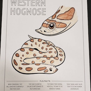 Printable Snake Coloring Book Page Western Hognose Snake - Etsy Australia