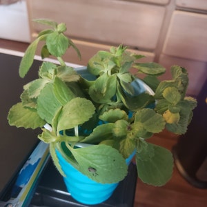 Scaredy Cat plant Coleus Canina keep cats out of your garden -  Portugal