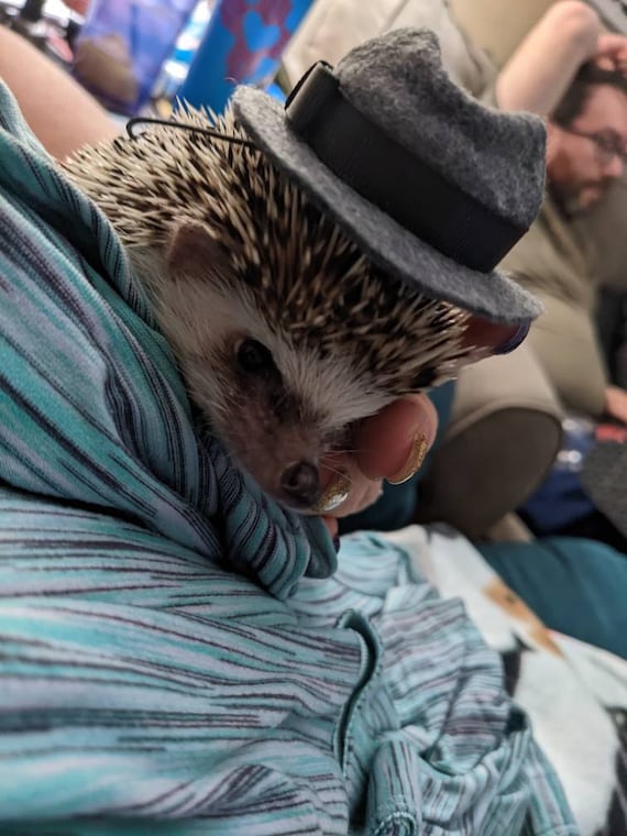 Customer photo of a pet with the Fedora  Hat  for small pet Hedgehog Vogue