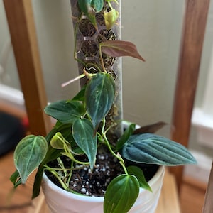 Pamela added a photo of their purchase