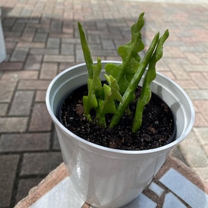 Miri added a photo of their purchase
