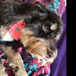 Bella And Barns Damson Wool Dog Bow Tie Just Slips Onto Dogs Etsy