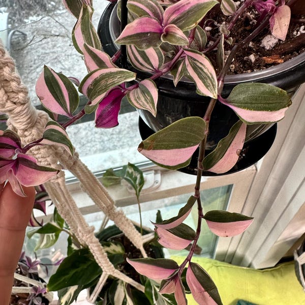 Tradescantia Blossfeldiana Aurea “limelight” - Etsy
