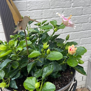 Lynda added a photo of their purchase
