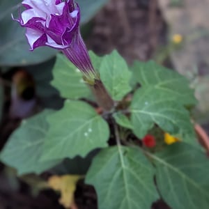 Sabine added a photo of their purchase