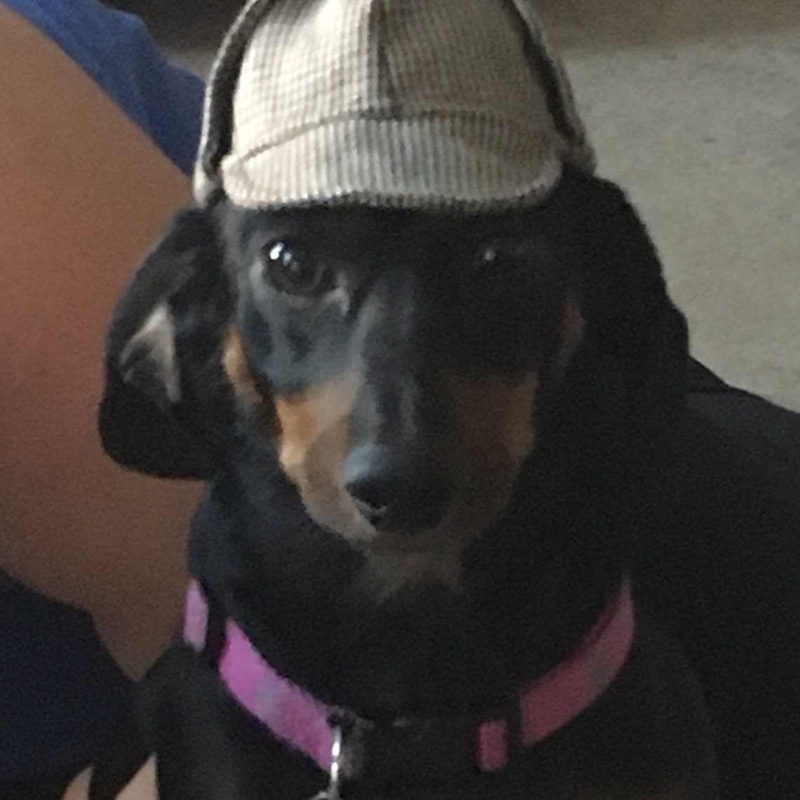 Customer photo of a pet with the Sherlock Holmes Deerstalker Houndstooth Hat for