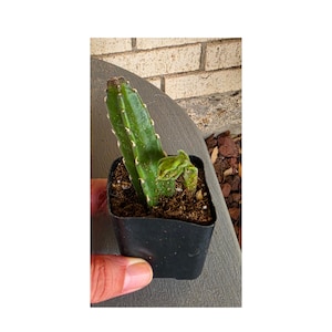 Tima added a photo of their purchase