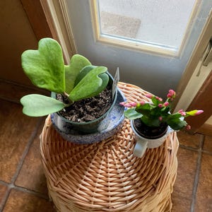 Sweet Heart Houseplant Hoya Kerrii Vine