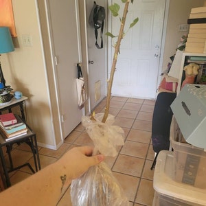 Tammy added a photo of their purchase