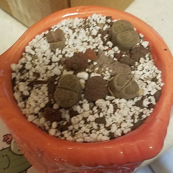 Lithops 'Green' Stone Faces Succulent – Two Heads, Potted In 2.5" Container