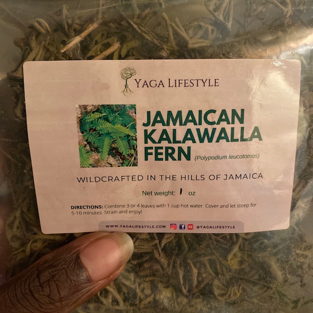 Jamaican Kalawalla Fern (Wild Crafted)