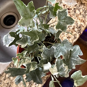 Tina added a photo of their purchase