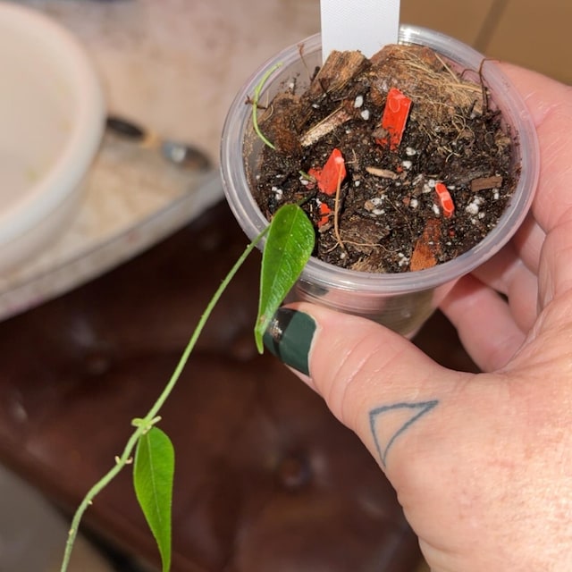 Hoya Kalimantan Mini Coin Splash - NOT Rooted Cutting - Etsy