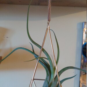 Air Plant Xeric Variety Mix of 10 Airplant Tillandsia | Etsy