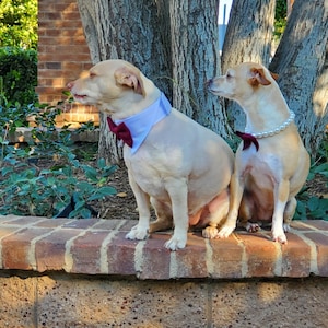 burgundy dog bow tie