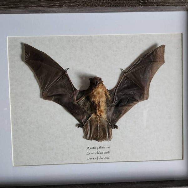 Java Yellow-kneed Tarantula Mounted in 9