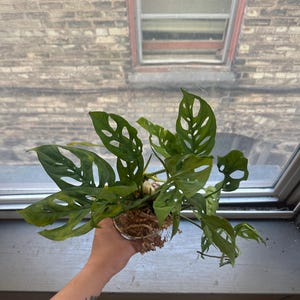 Kayla added a photo of their purchase