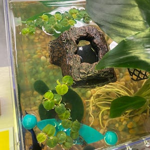 Etsy-Käufer:in hat ein Foto des gekauften Artikels hinzugefügt