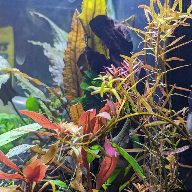 Bucephalandra Pandora Queen - Live Aquarium Plant - Etsy
