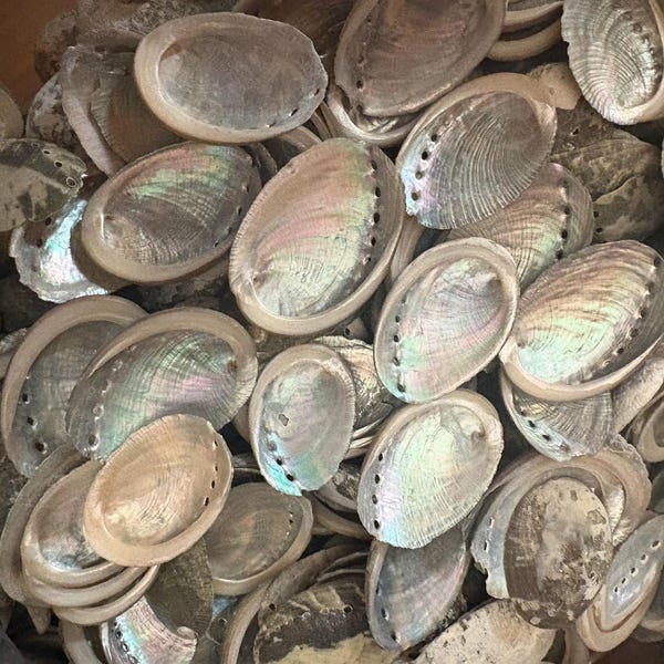 Drilled Mexican Flat Scallop Shells - Etsy