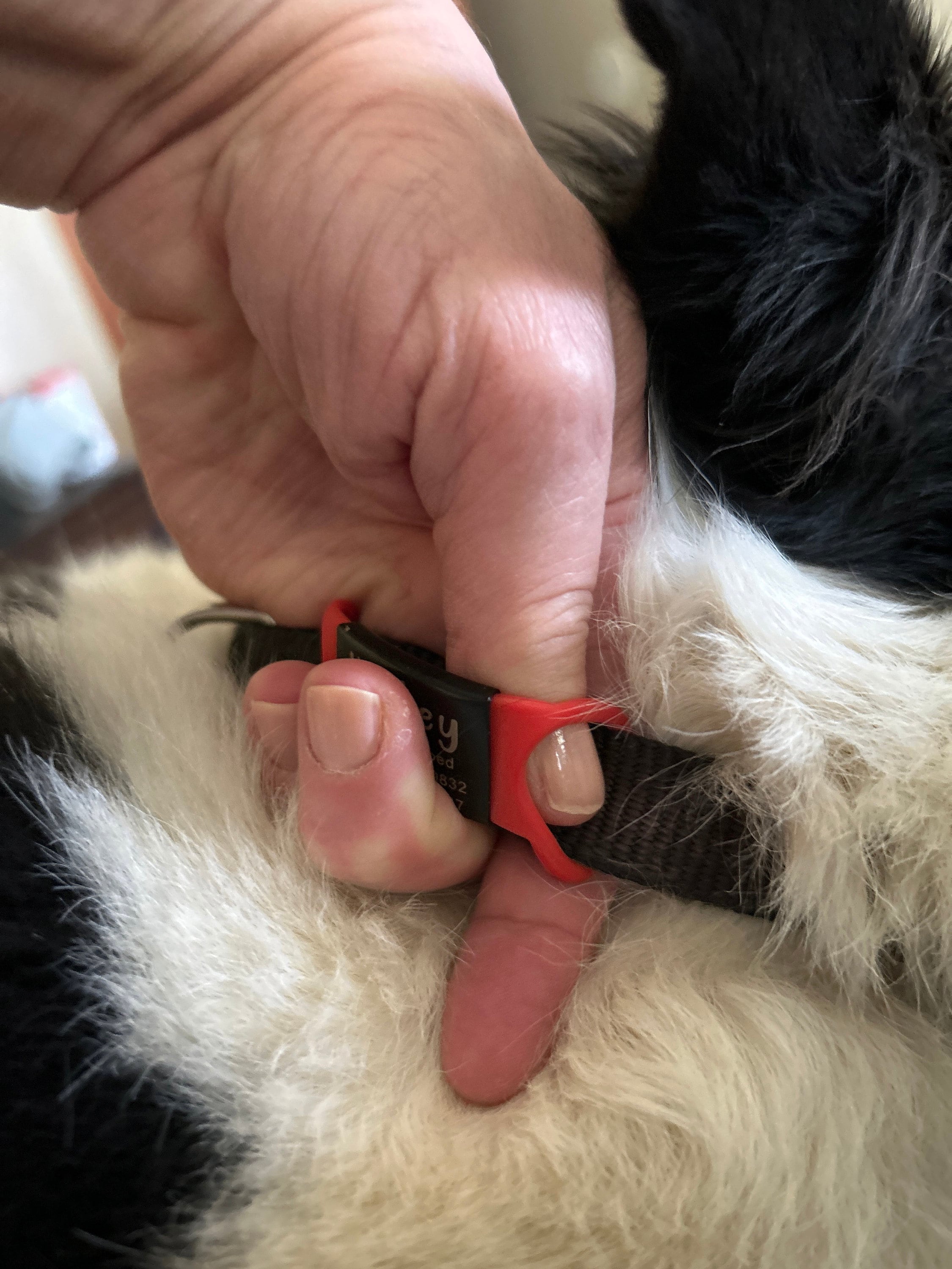 Custom Durable Slide Pet ID Tag🐶🐱,Personalized Name Silicone Dog Tag, Gift for Dog Owner