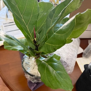 Johanna added a photo of their purchase