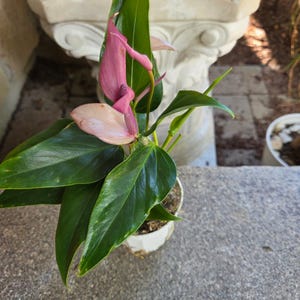 umaiyer added a photo of their purchase