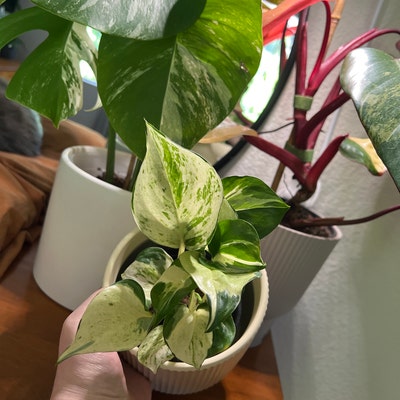 Dischidia String Millions Hearts 4 - Etsy