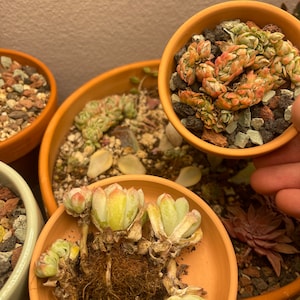 Conor ha añadido una foto de su compra