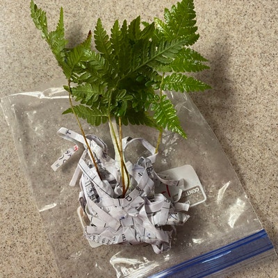 4 Inch Tall HAWAIIAN HAPU'U TREE Fern Plant From Hawaii - Etsy