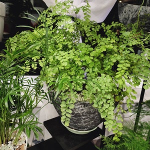 Dawn ha añadido una foto de su compra