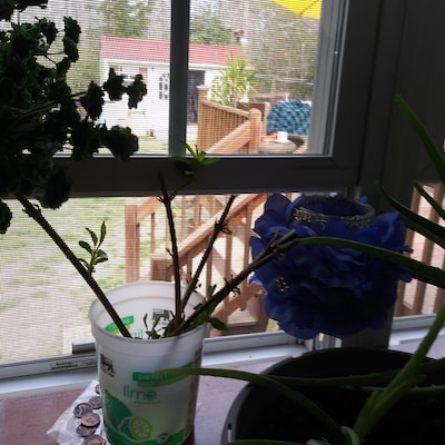 Fresh Boxwood, Cut to Order, Sold by the Pound, Fresh Wreath Greenery ...