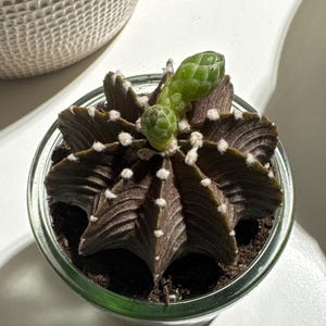 Gymnocalycium Friedrichii 'super Black' - VOS 1241 | Rare Cactus