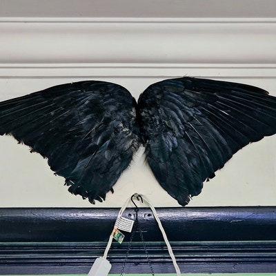 A Pair of English Carrion Crow Wings Suitable for Craft Purposes - Etsy
