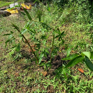 Devon added a photo of their purchase