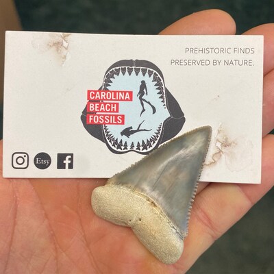 Authentic Megalodon Shark Tooth 2.02.3 - Etsy